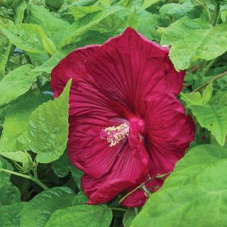 Luna Red Hibiscus Thumbnail